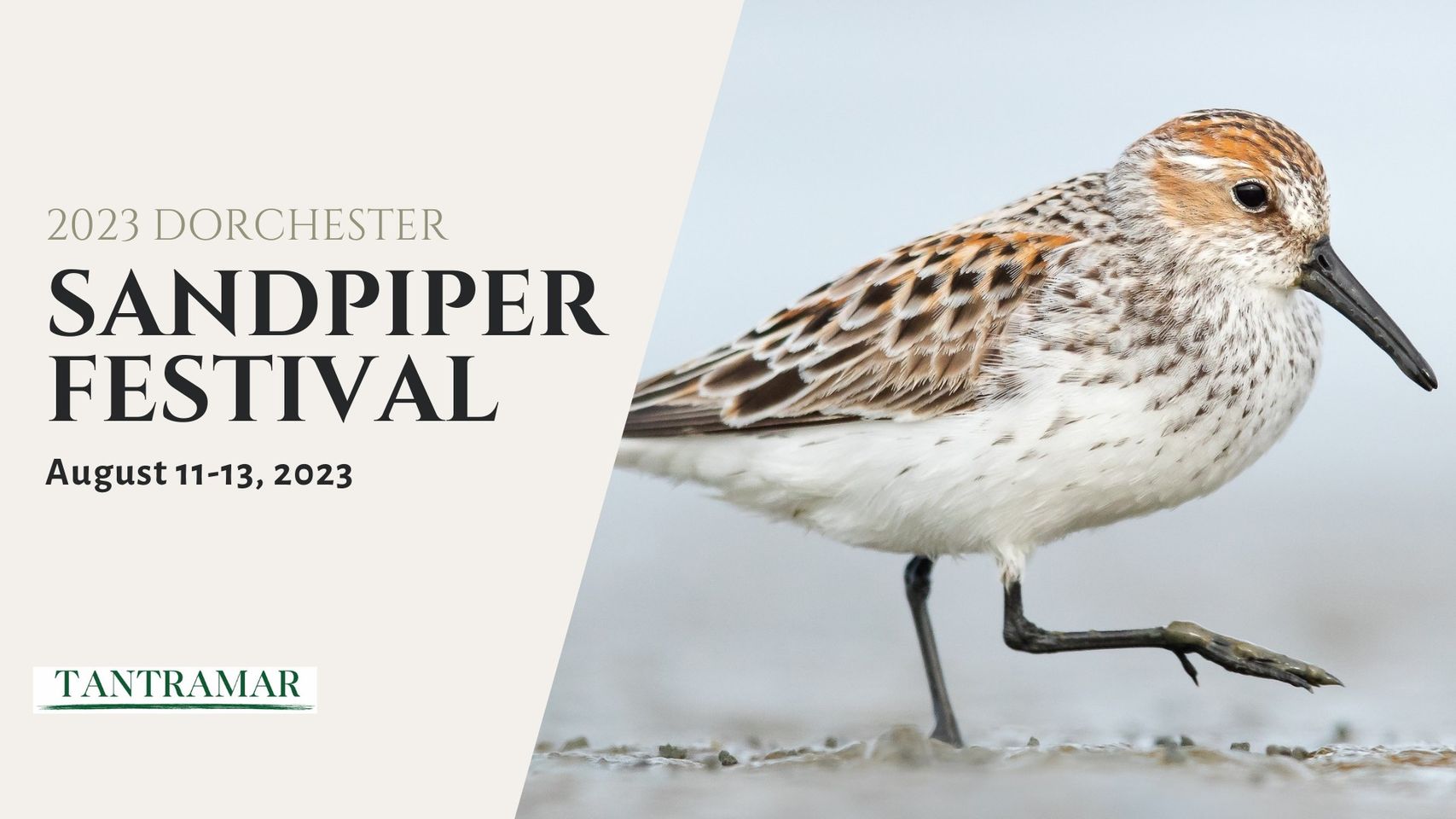 2023 Dorchester Sandpiper Festival
